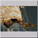 Vespa crabro - Hornisse 24b Nest unter einem mit Drahtgeflecht verschlossenen Giebel.jpg